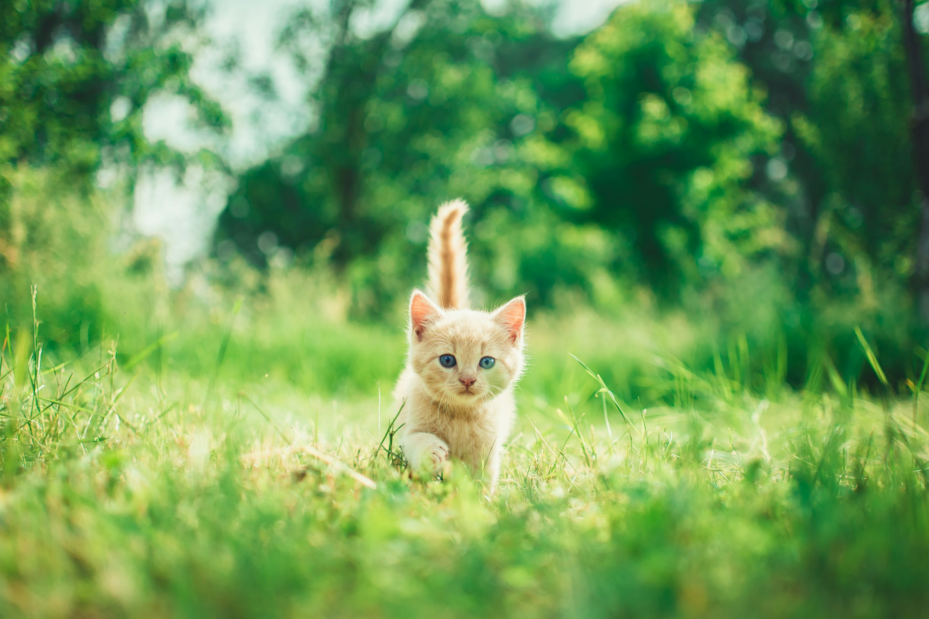 Kitten in grass